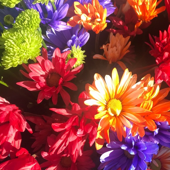 Meet your Posher, Ynez - Picture 1 of 1